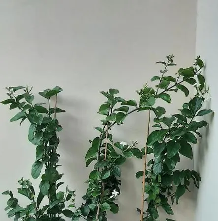 칸 리비에라